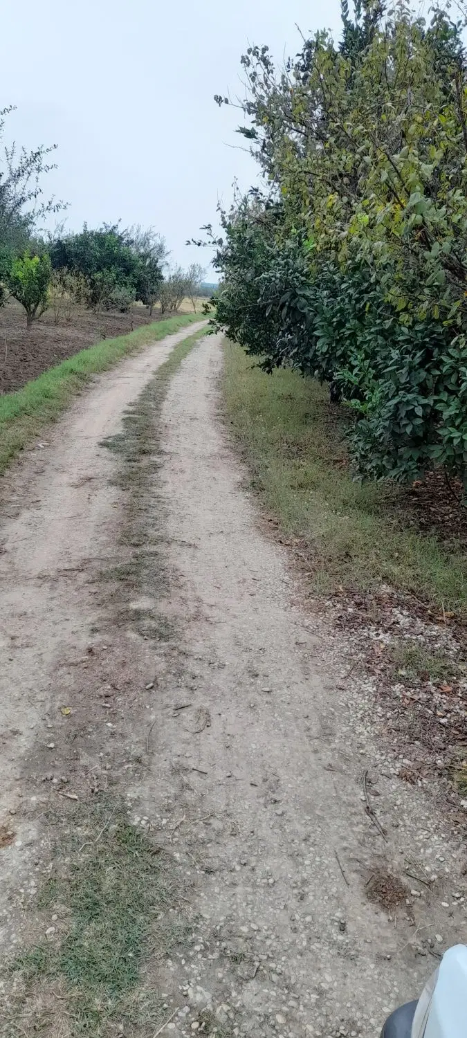 فروش باغ مرکبات به متراژ ۸۲۵ متر مربع