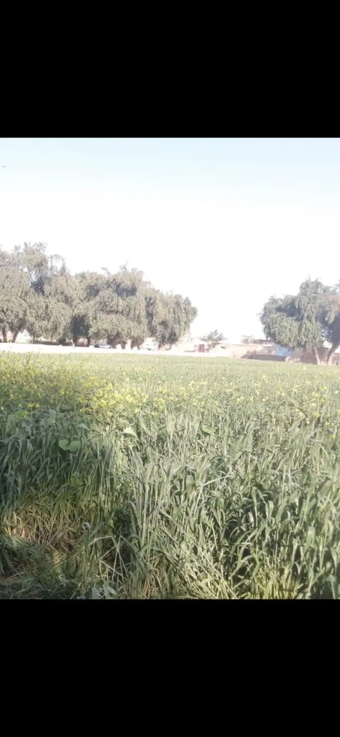 زمین باغی با امکان تغییر کاربری