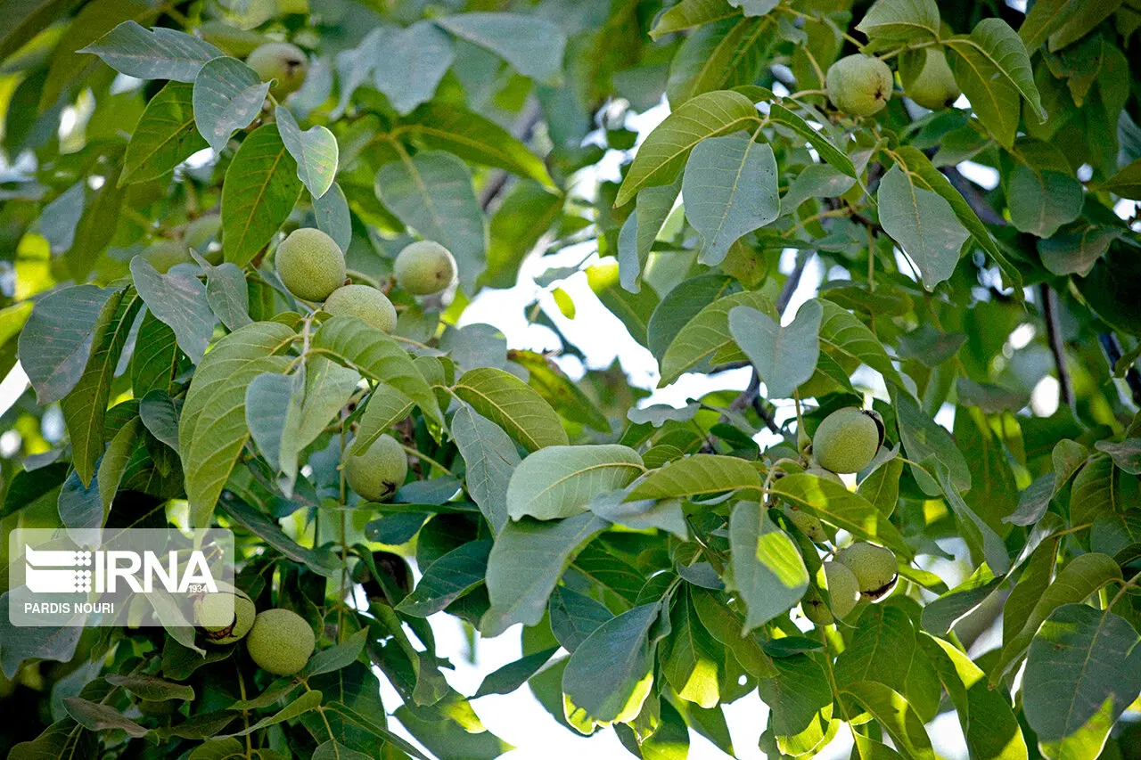 باغ گردو