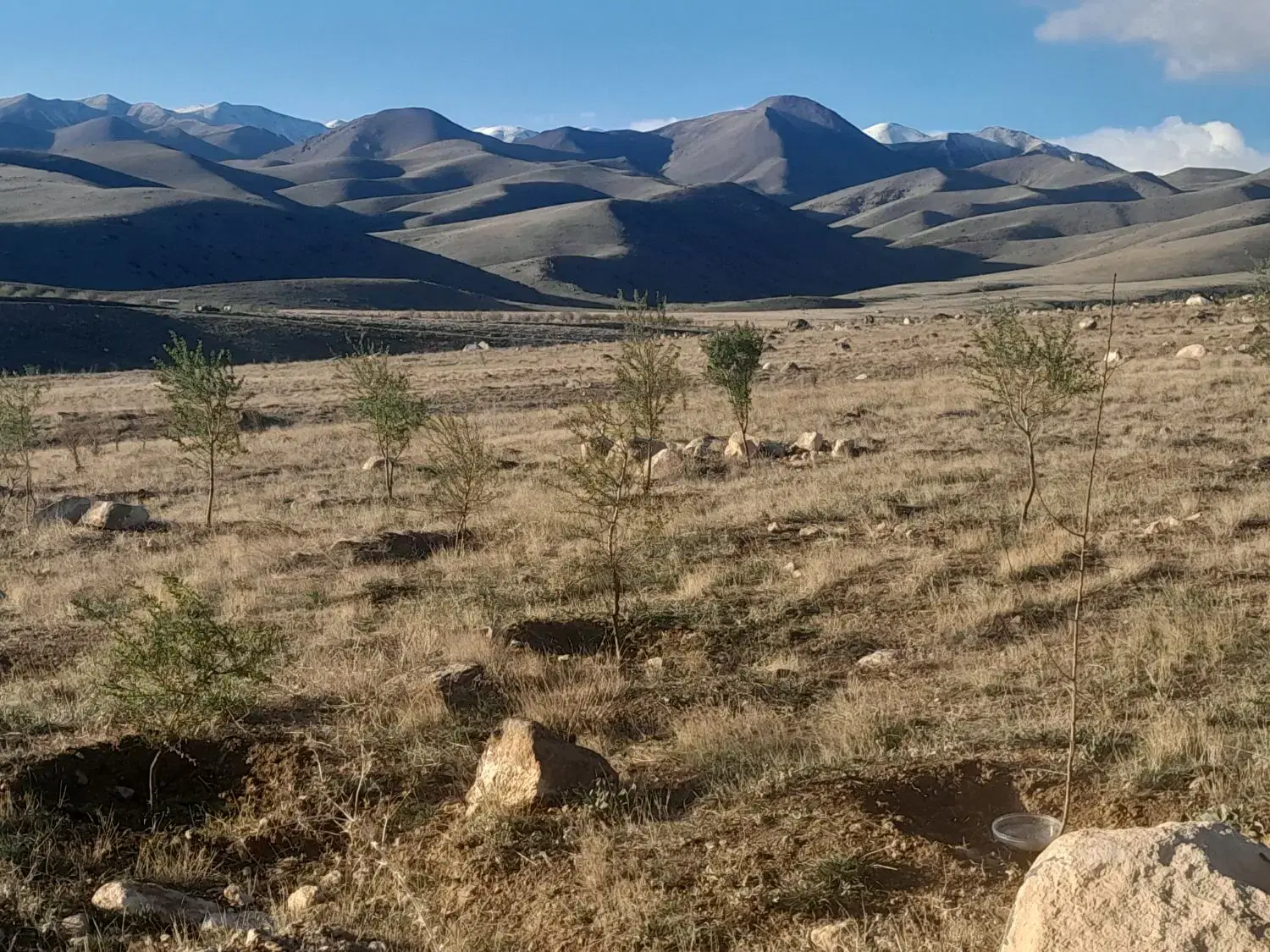 زمین بادام ۲باتمان درختان ۳ساله