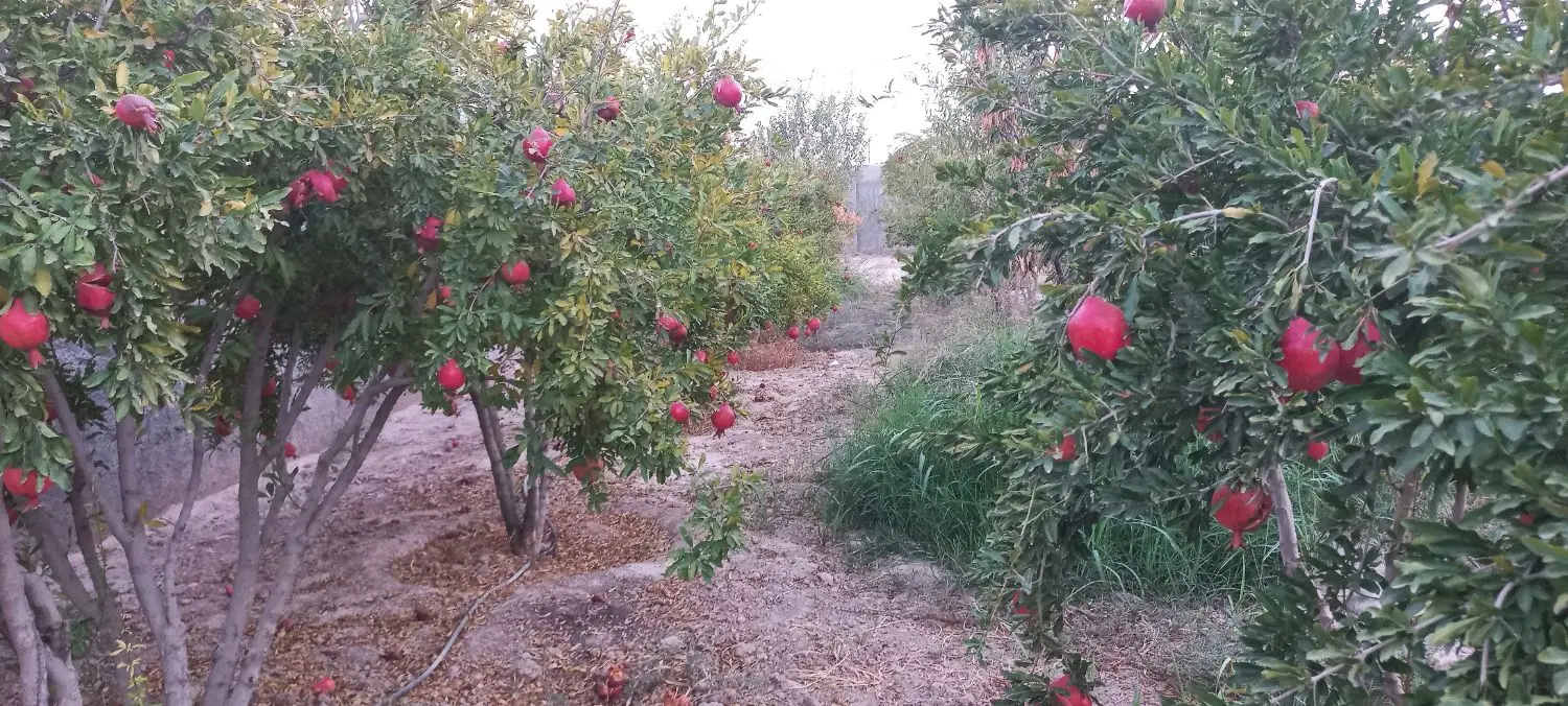 ۳۵۰ متر چهار دیواری مناسب باغچه در  ورامین