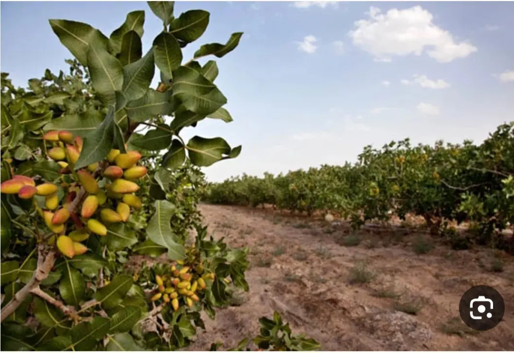 باغ پسته چهارساله