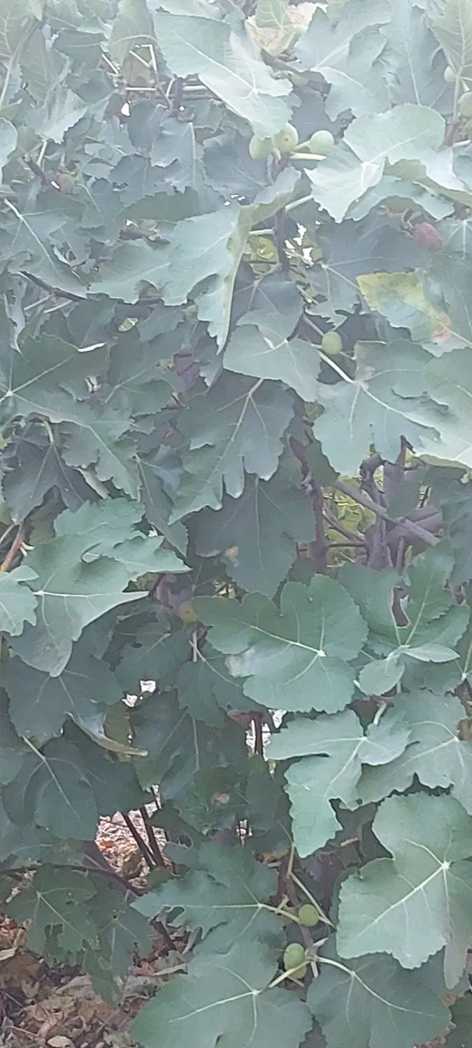 باغ کشاورزی