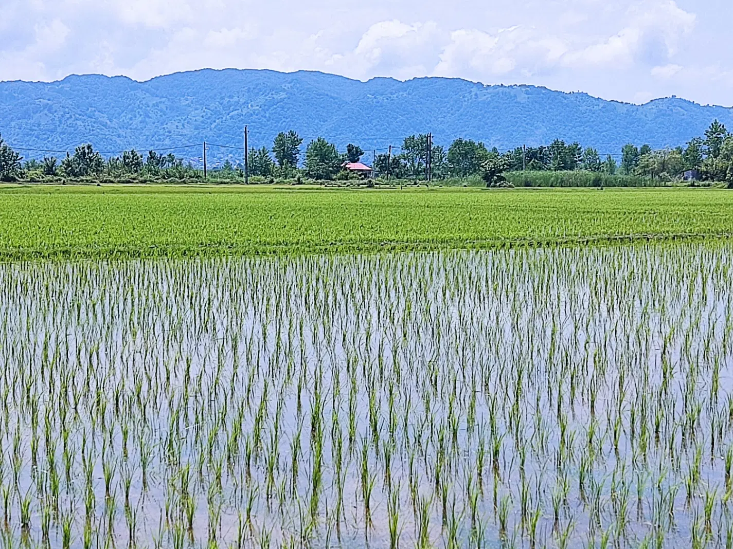 شالیزار سنتی