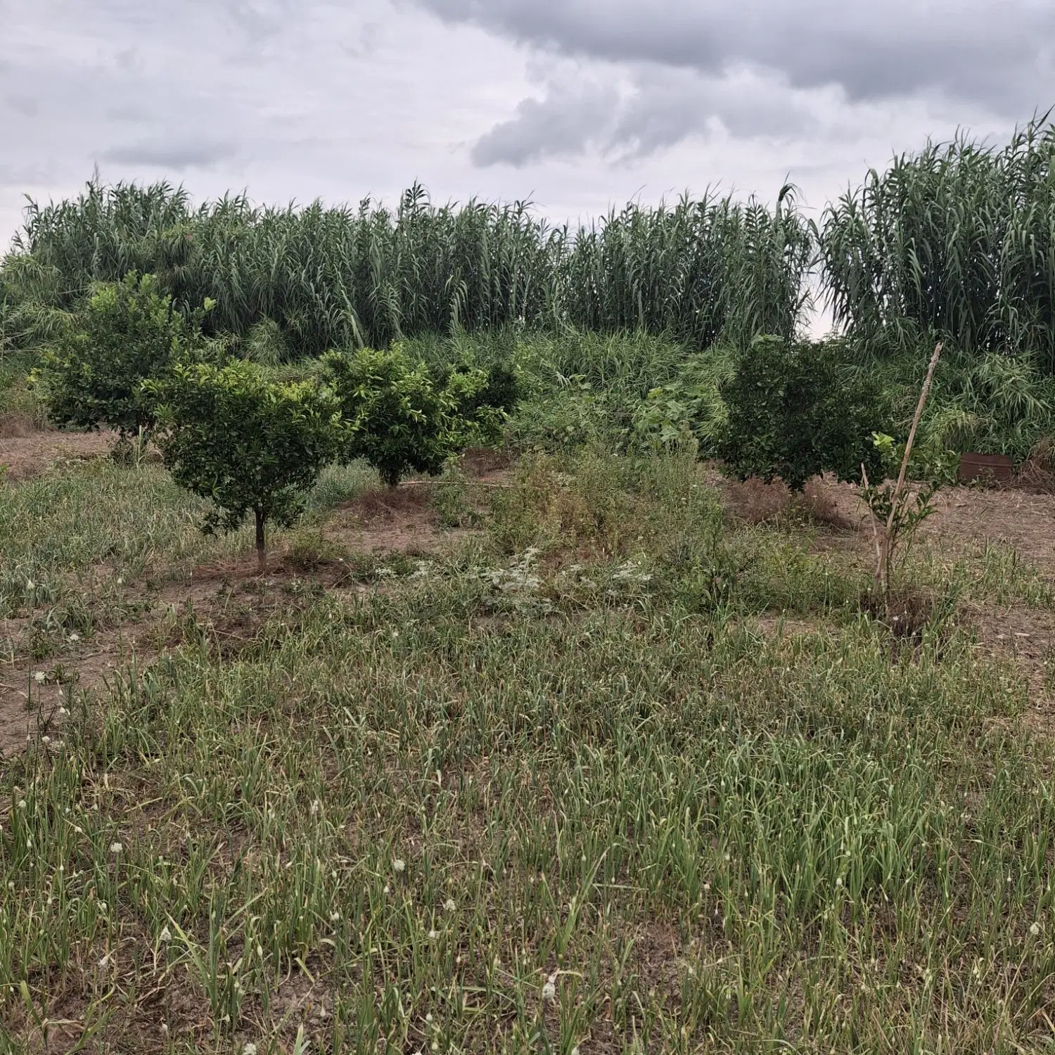 باغ مرکبات نزدیک خیابان اصلی