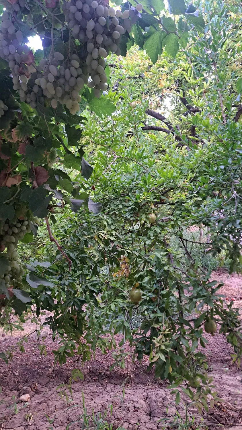 باغ شهری