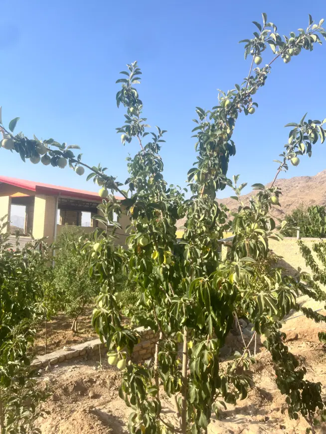 سانیج باغ۶۰۰متر
