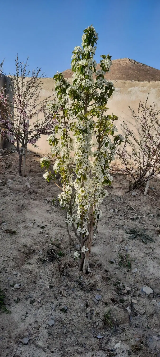 زمین مهاجران روستای زیبا بهار(ریز) جنب امام زاده