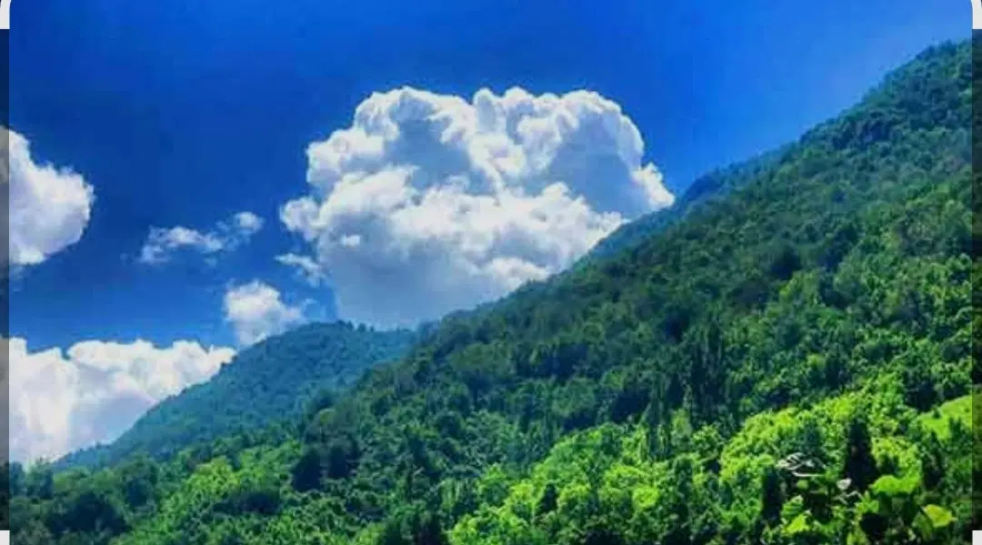 ویلا اختصاصی جنگلی برند رامسر