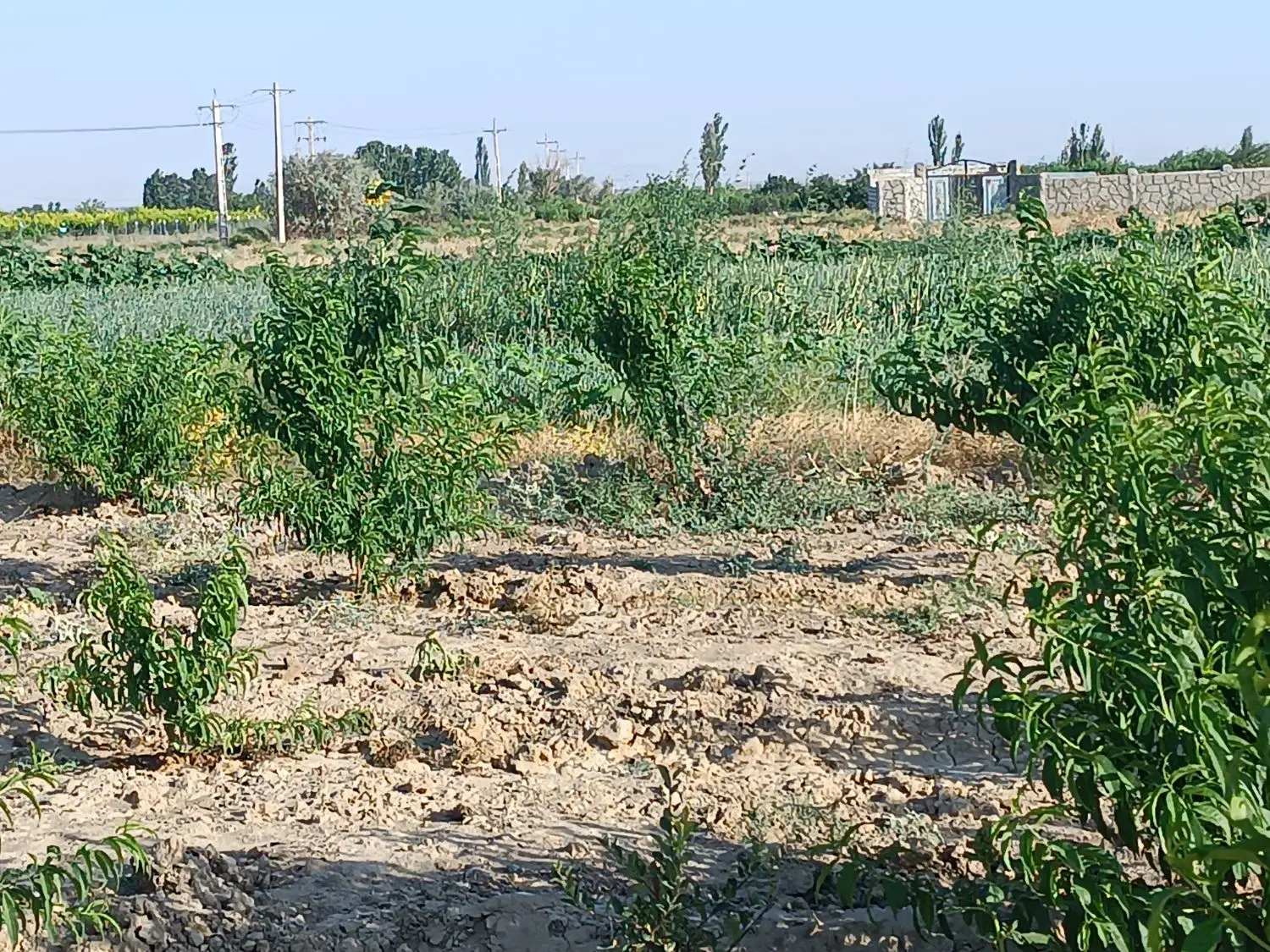 ویلا باغ ۵۰۰ متر دارای آب مالکیت