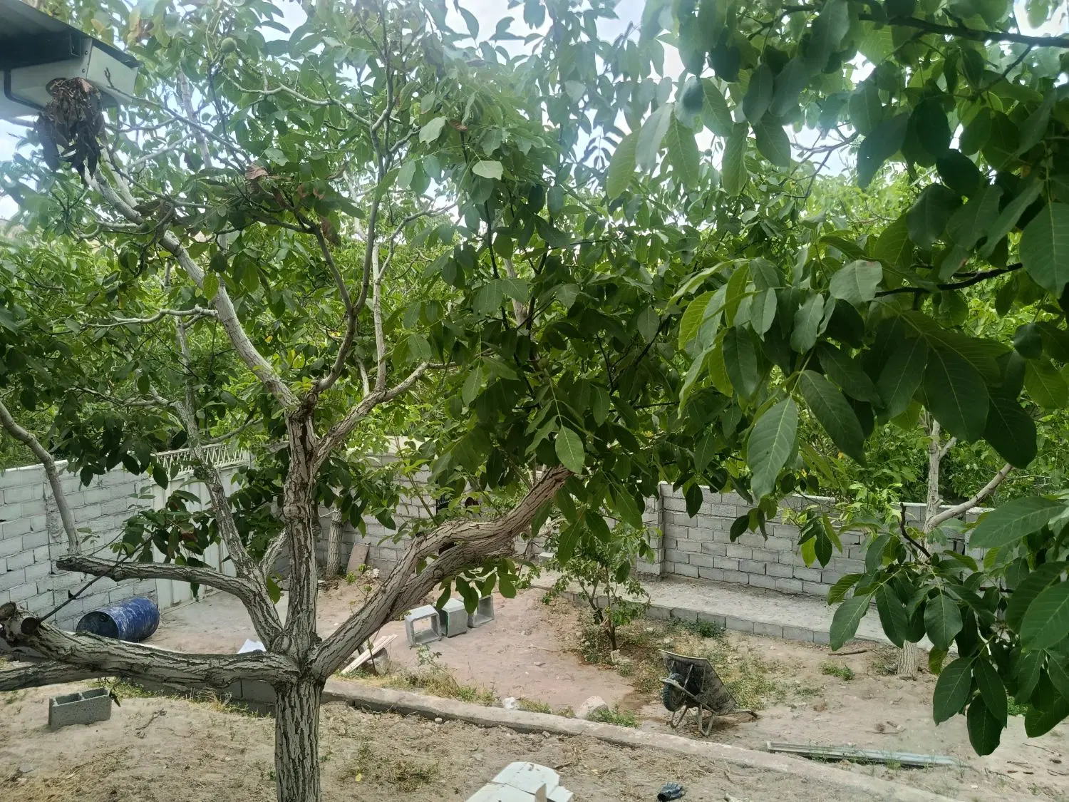 باغ انشعابات دار بر آسفالت در اسکو