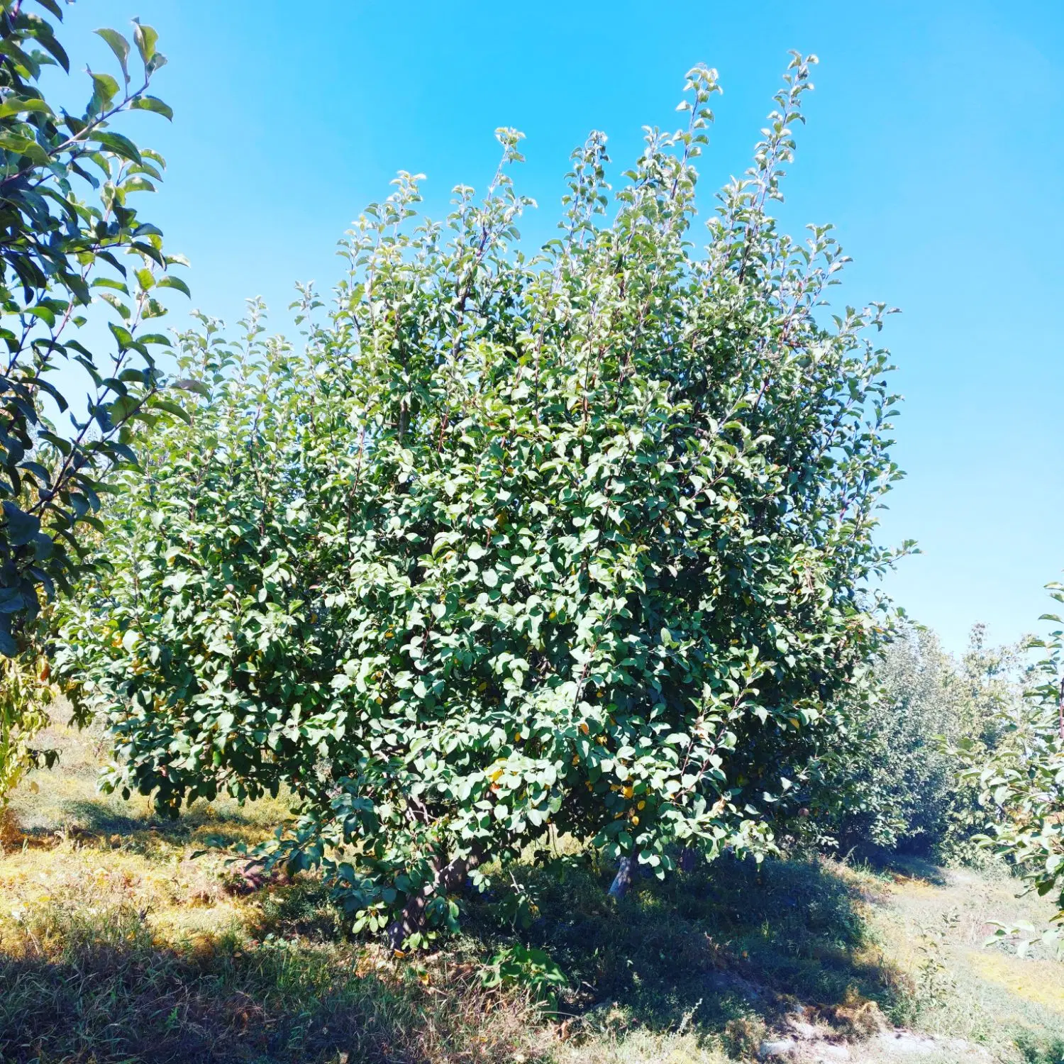 قطعه باغ ۹۰۰ متری