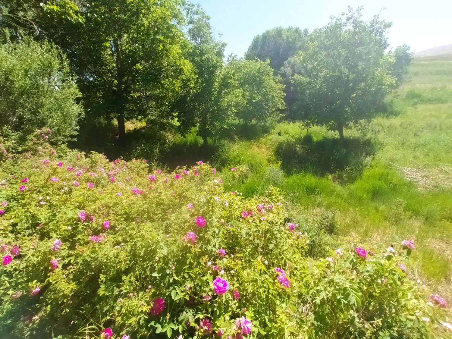 زمین کشاورزی منطقه سربند
