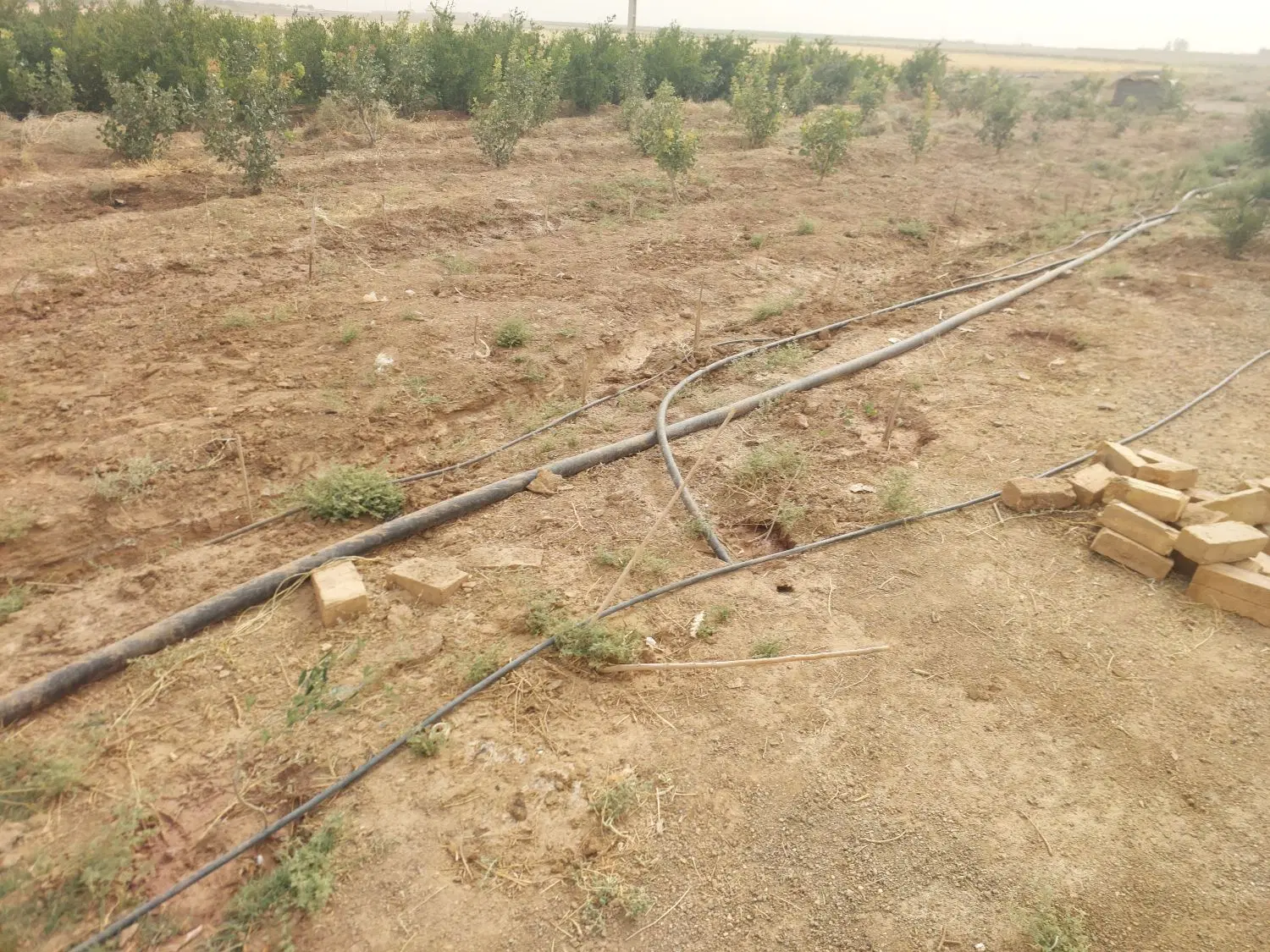 طرح مشارکت باغ و باغداری پسته یا انار