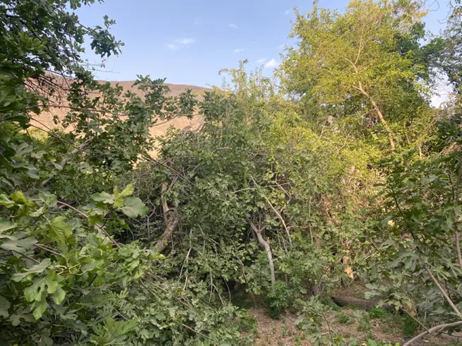 معاوضه خانه باغ سیرچ