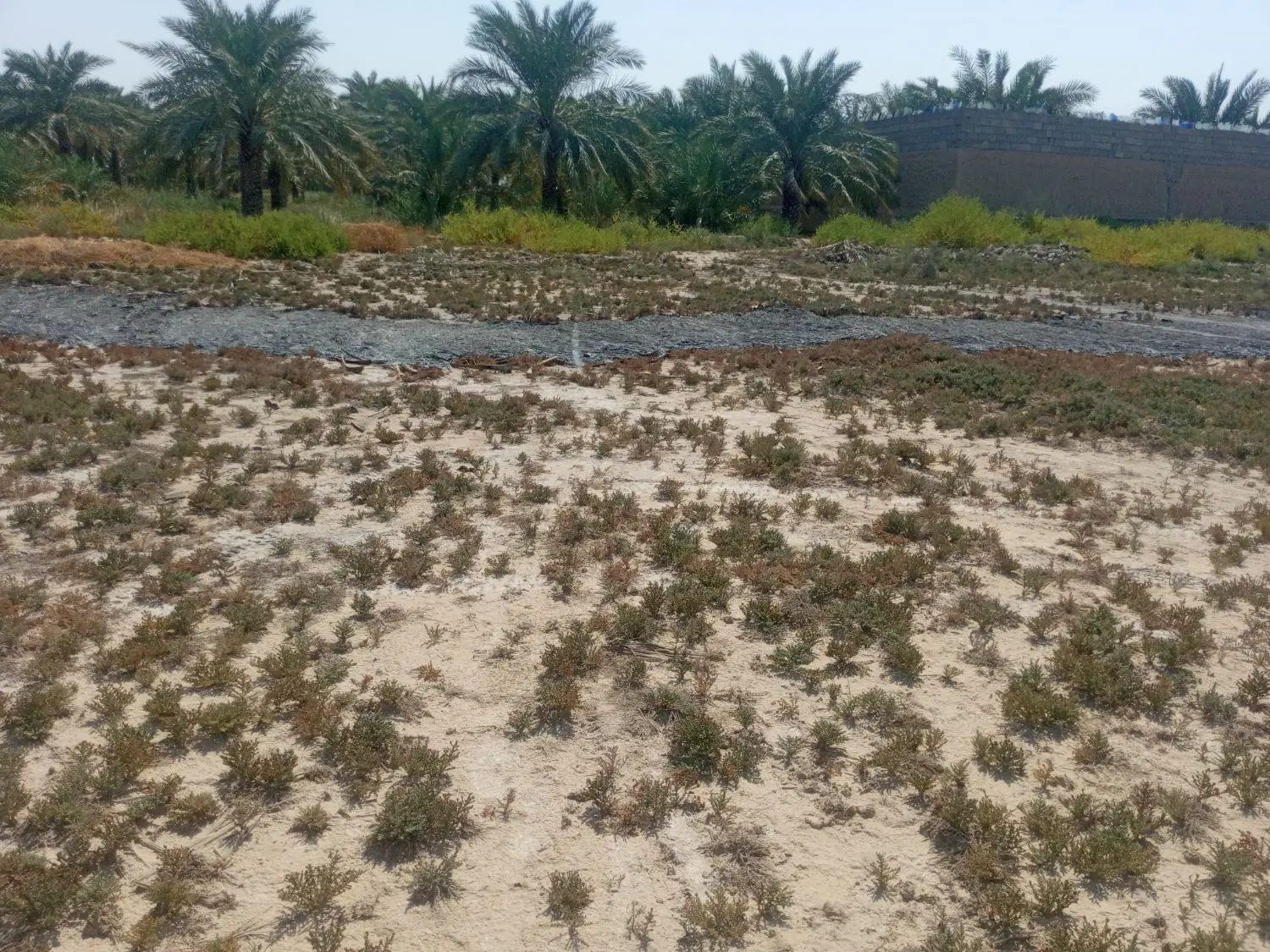 فروش زمین  شادگان چوما