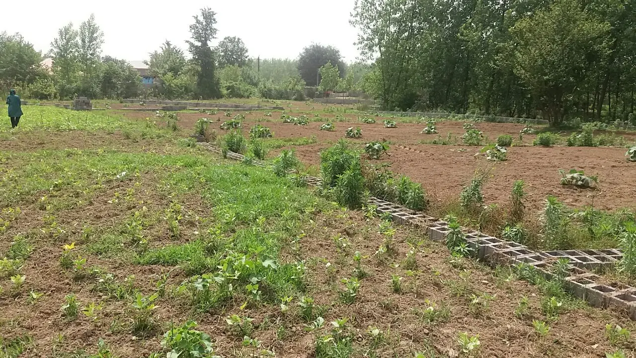 ۲۵۰ متر باغی داخل روستا چمثقال