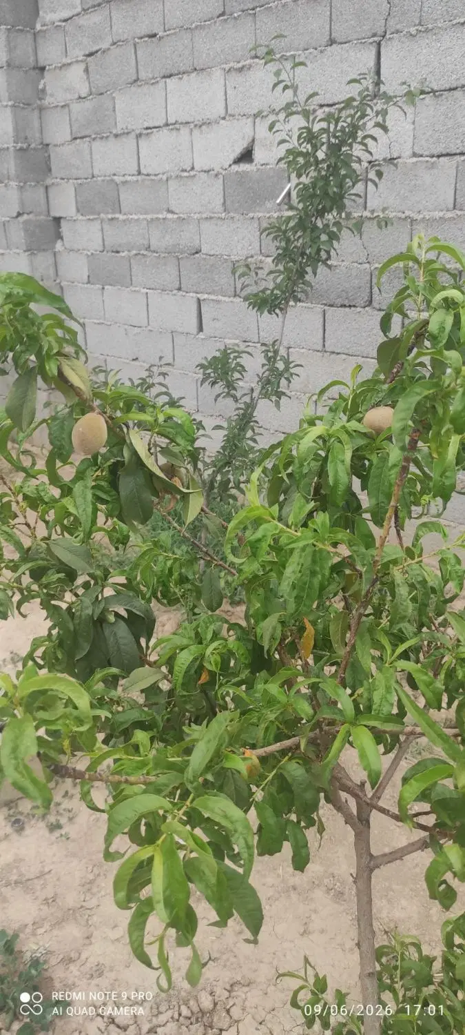 باغچه سلطان آباد