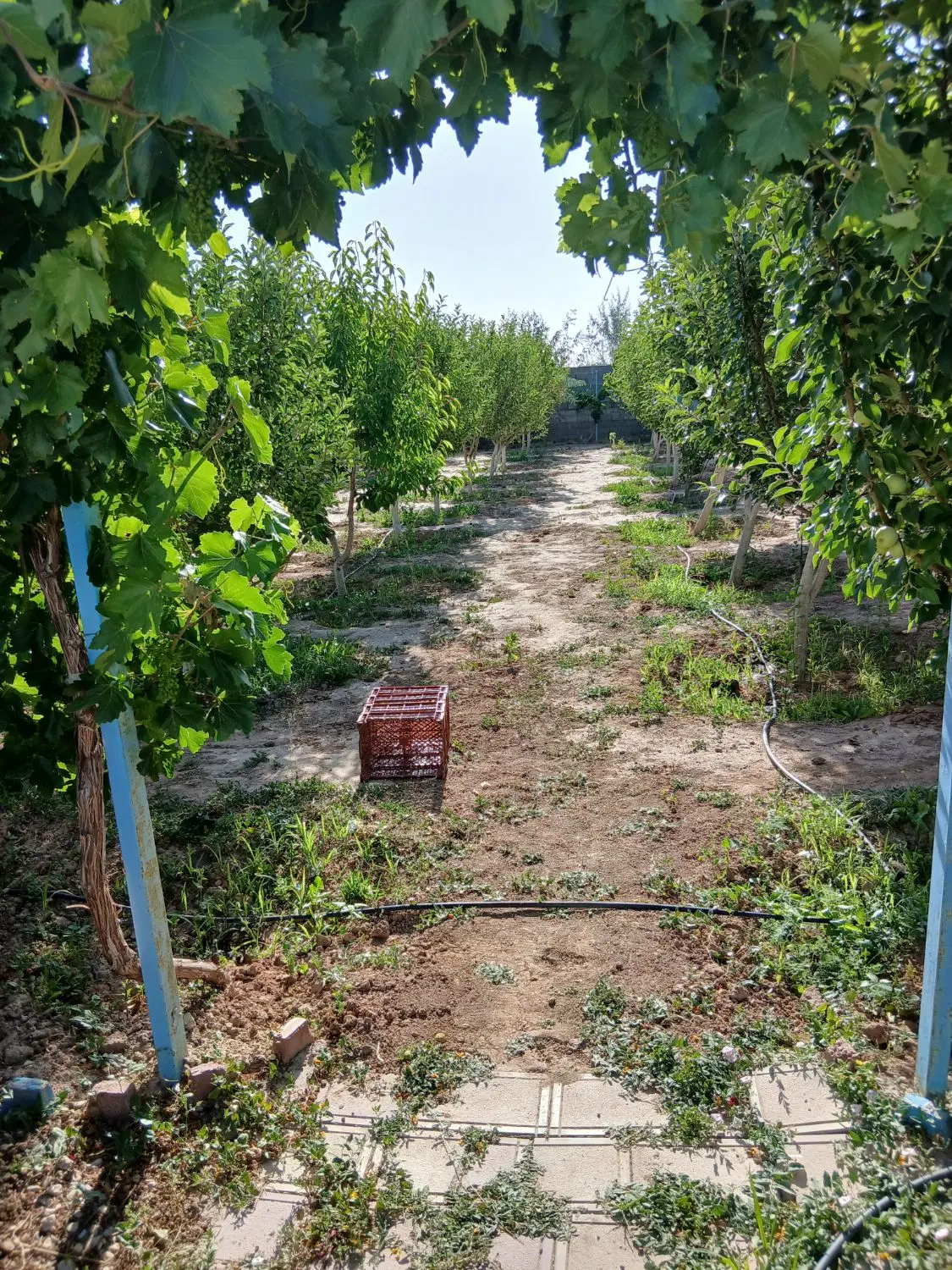 فروشی باغ دربسطام