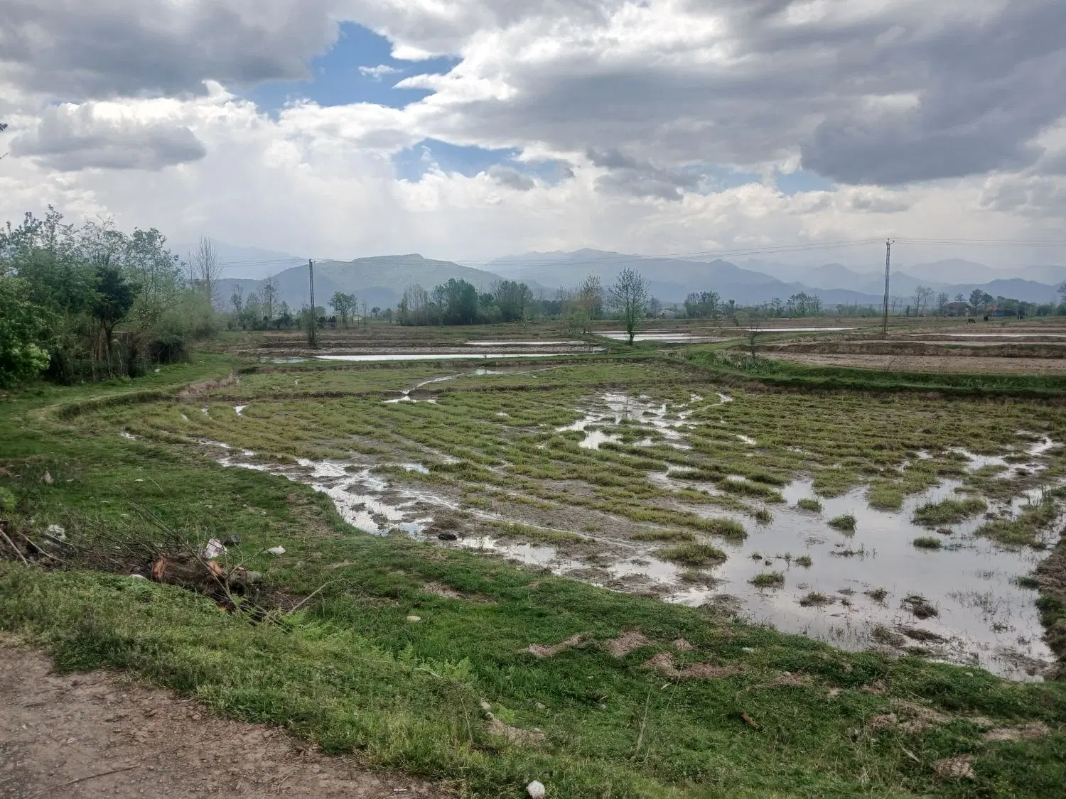 زمین شالیزار
