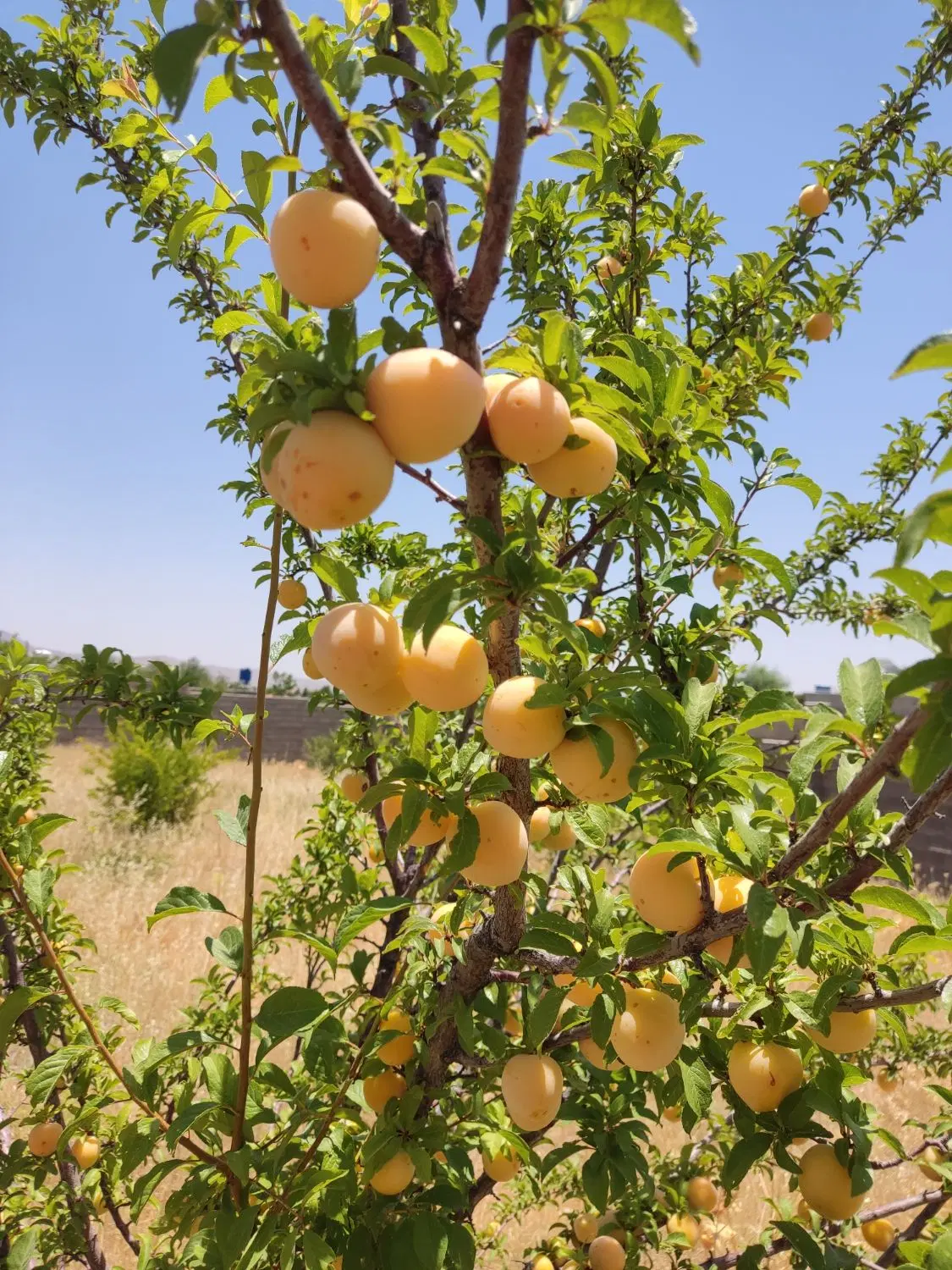 فروش باغ خانه زنیان 1600 متری