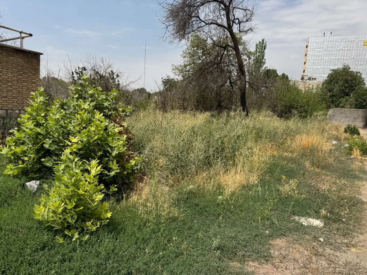 باغ مولوی