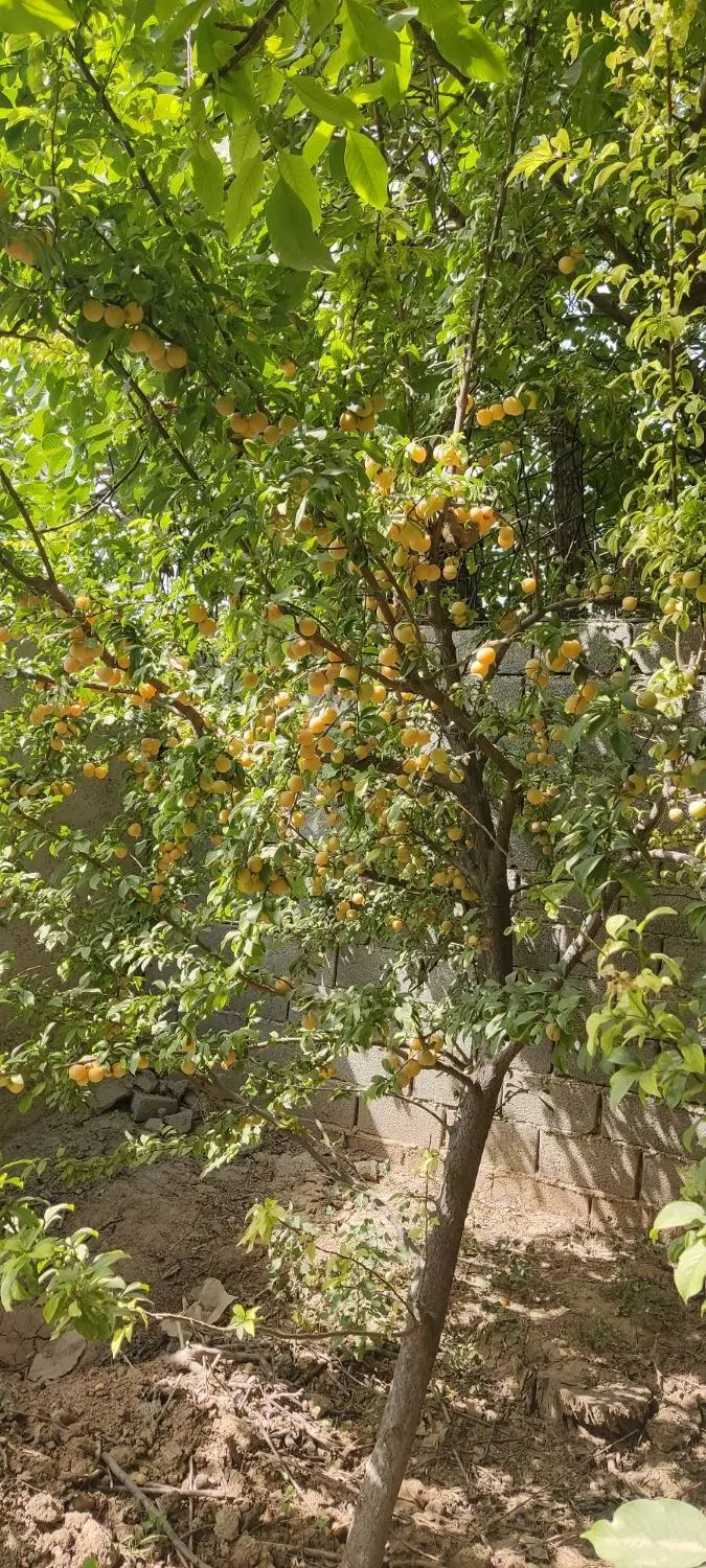 باغچه مشجر326متر