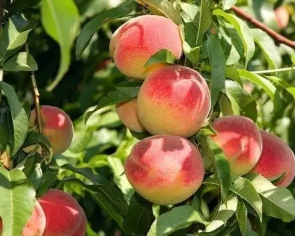 باغ ویلا شمال نجف آباد