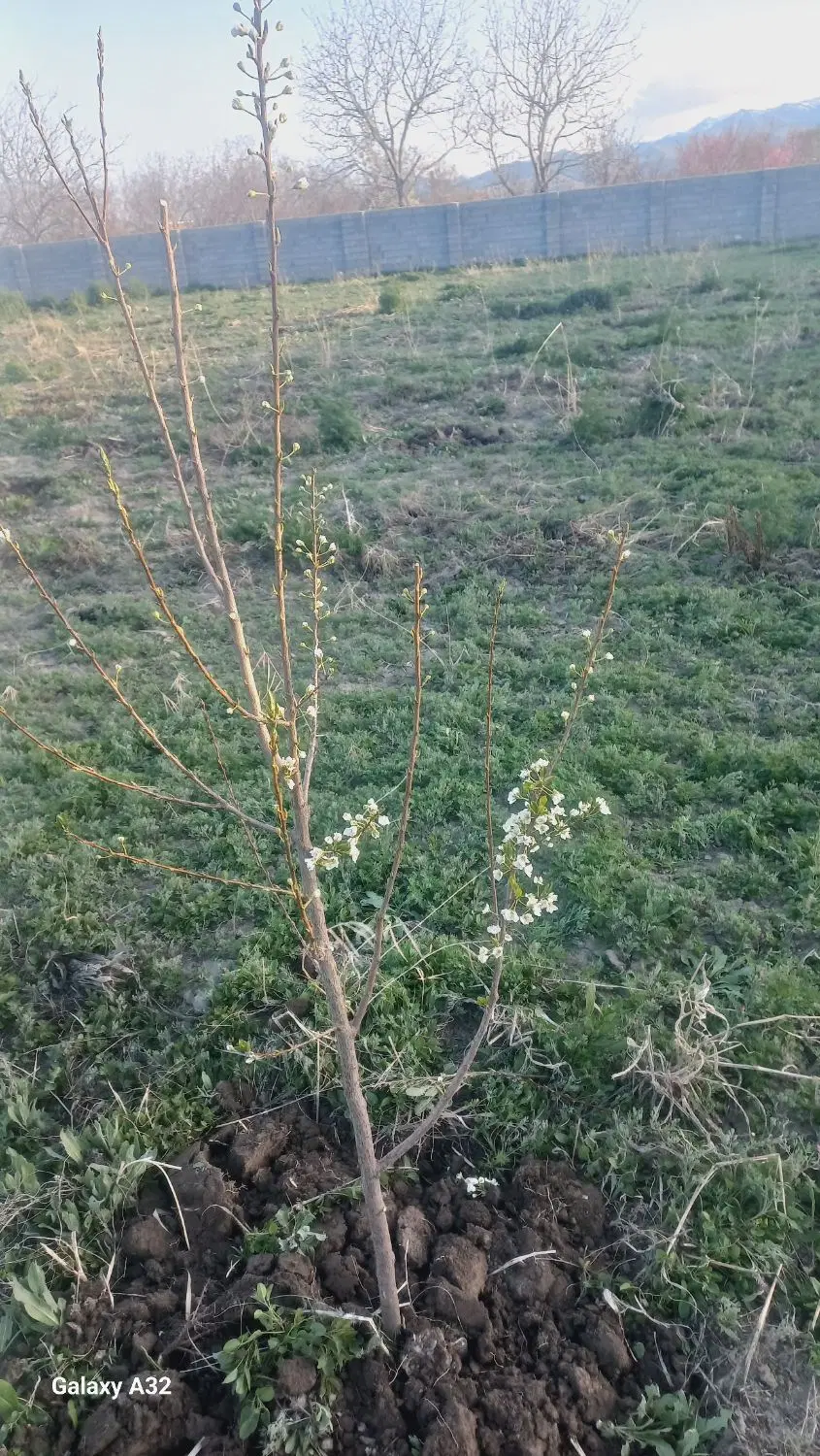 زمین اجاره ای برای سیر