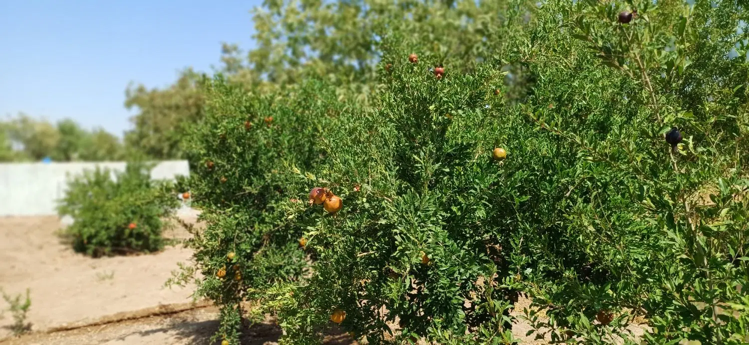 فروش باغ ویلا