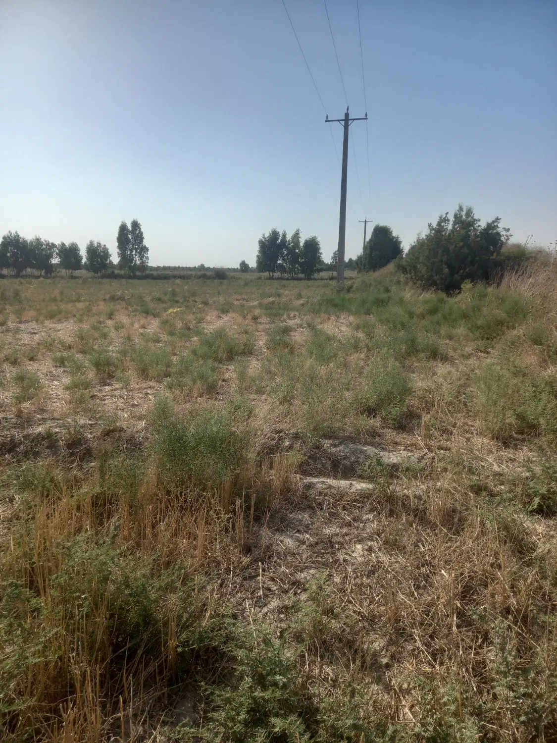 زمین کشاورزی