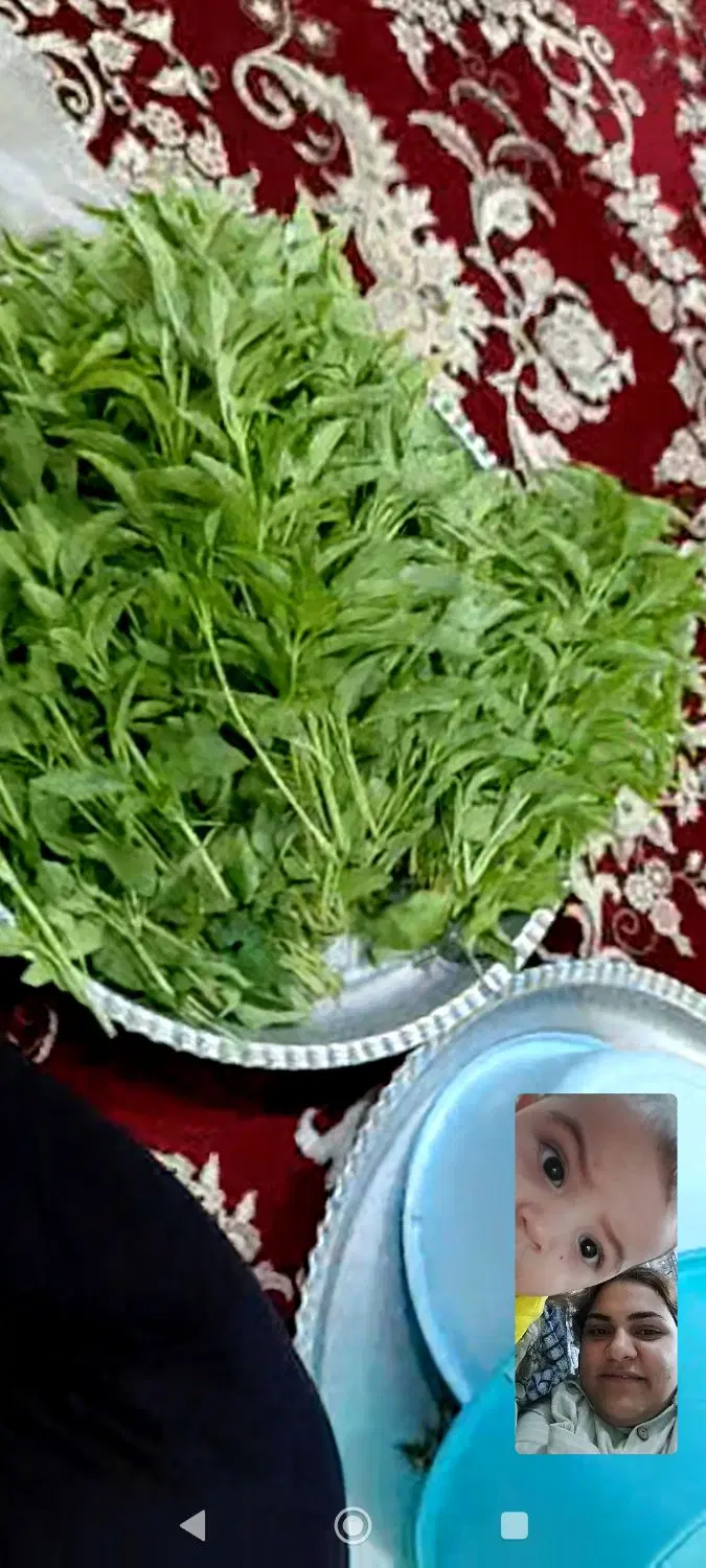 زمین باغچه چمگلک طرح محمدی