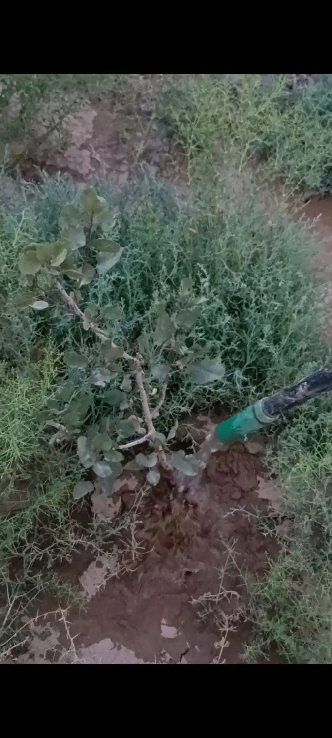 فروش زمین ۸۰۰ متری آماده ویلاسازی