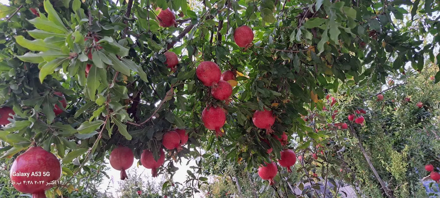 باغ فروشی متراژ پایین
