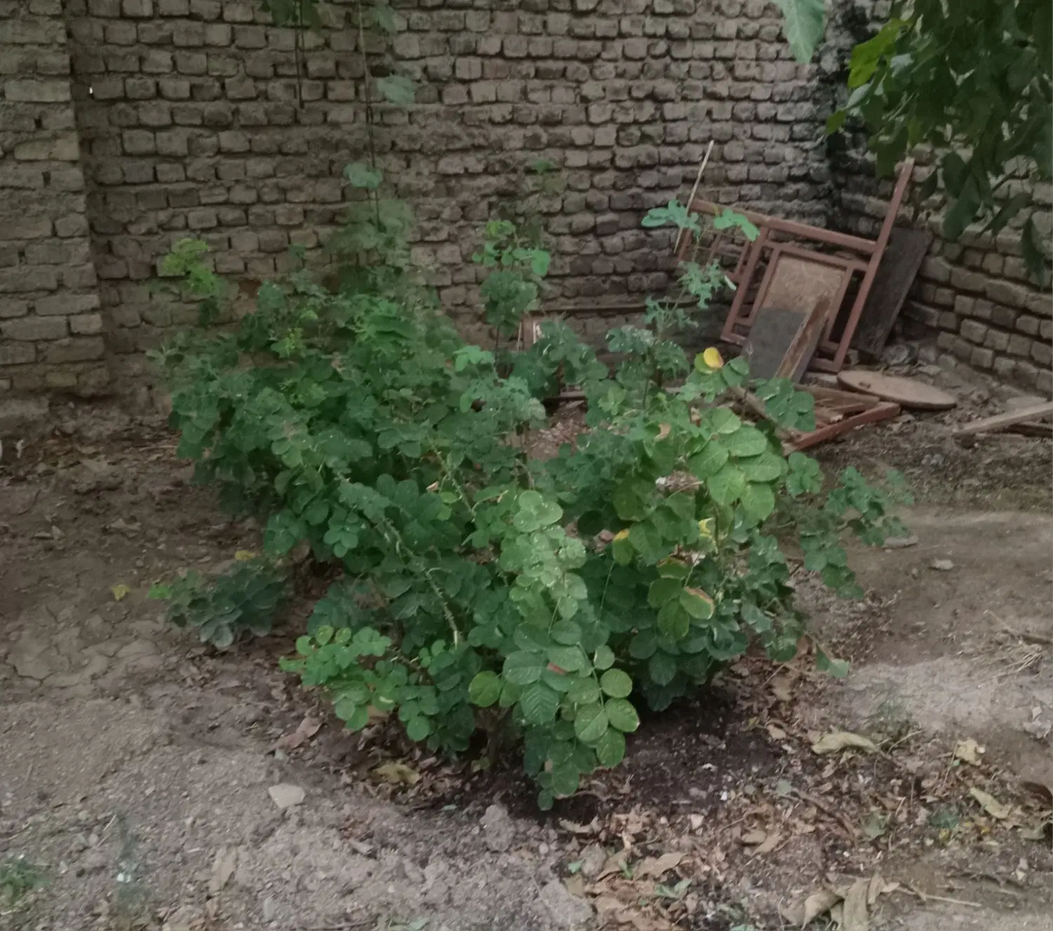 زمین کشاورزی حدود هشت هزار متر بااب