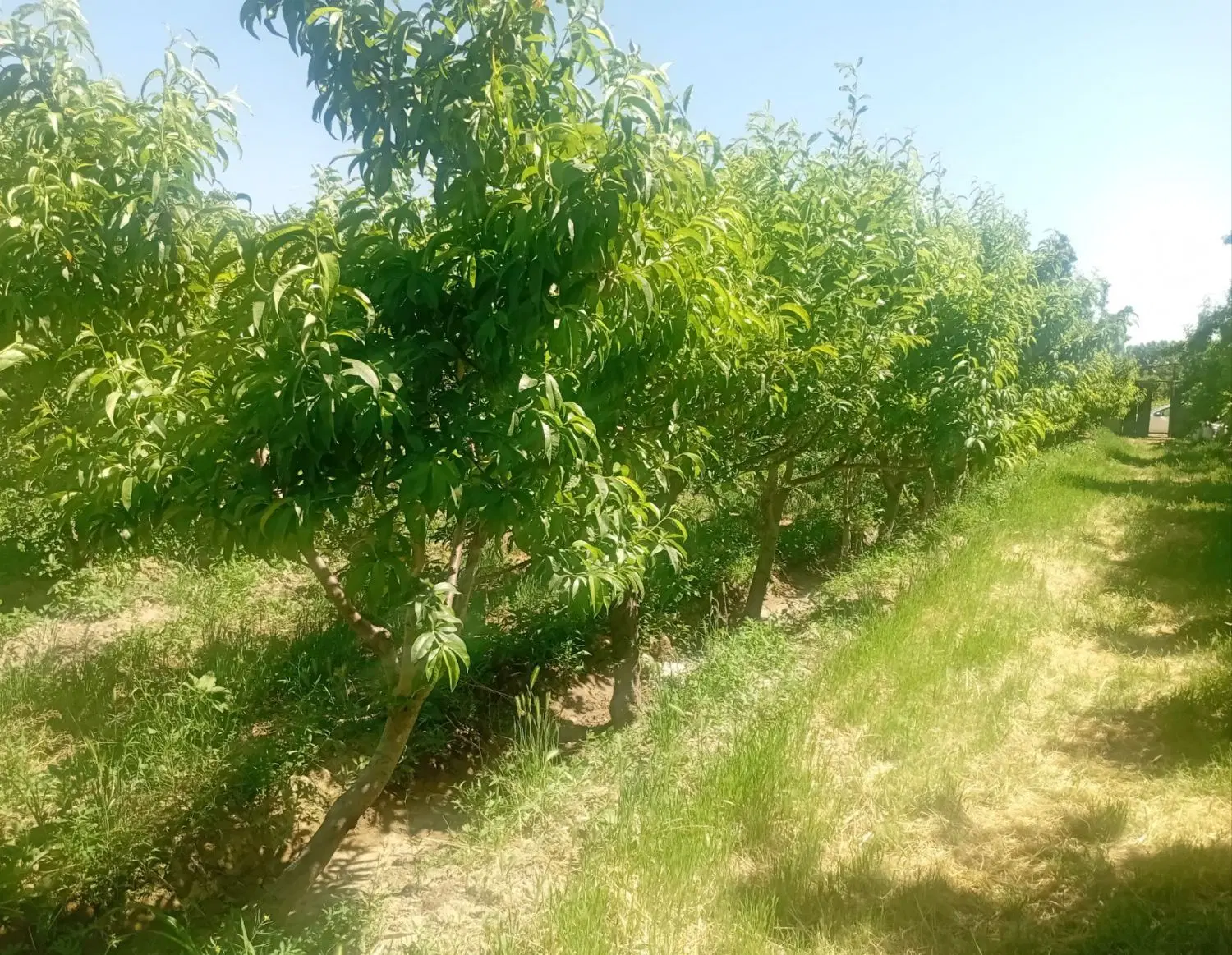 فروش زمین جاده سهیلیه