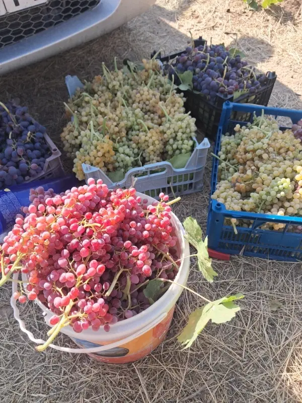 توباغیم سمت سوکهریر