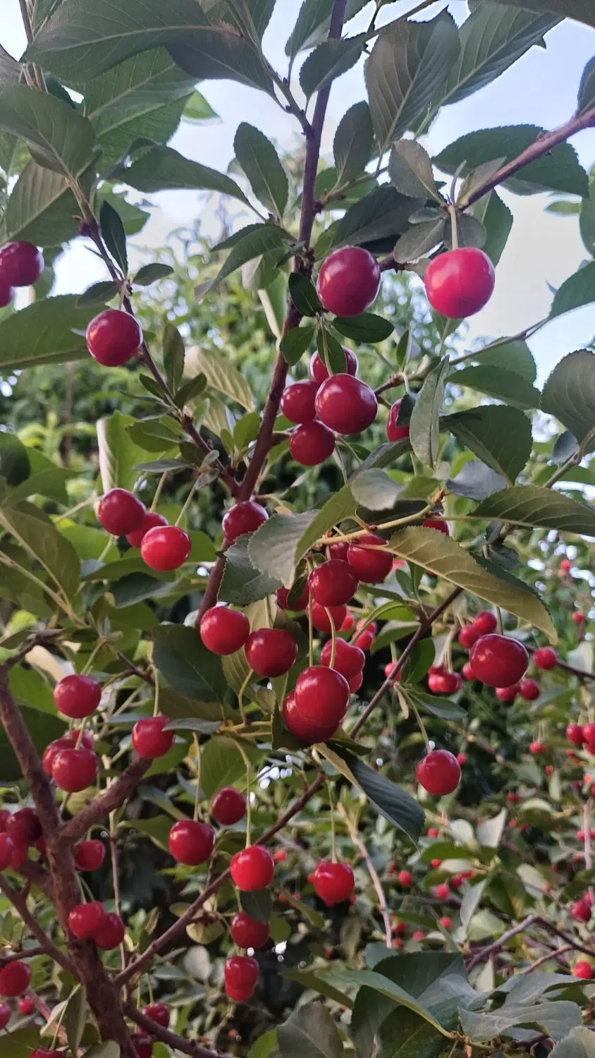 باغ ۶۳۰ متری محمودآباد