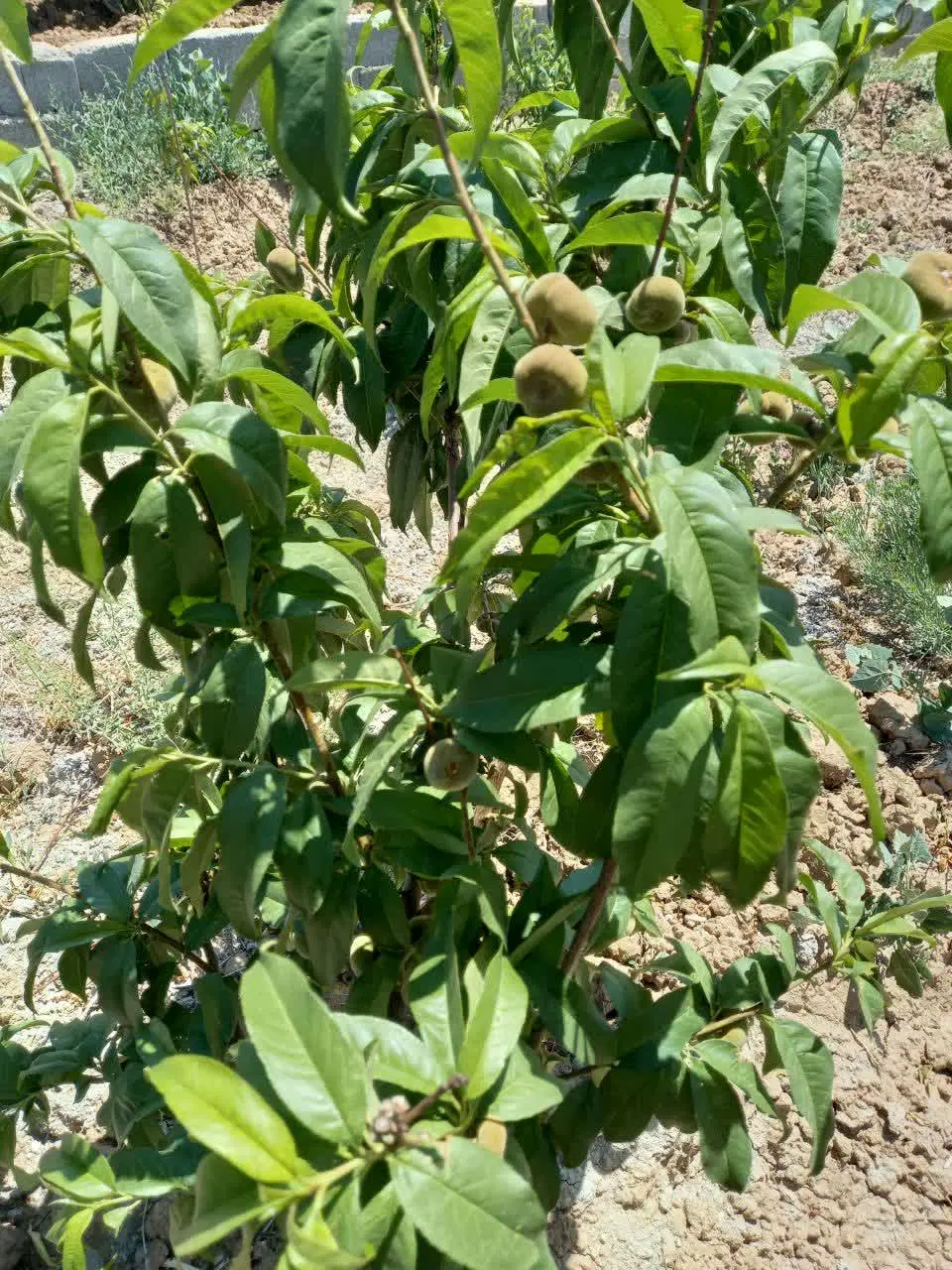 زمین در پیشک دوم