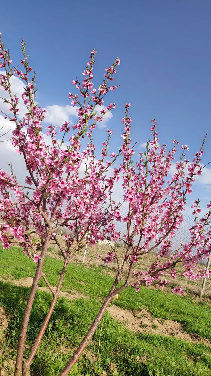 زمین باغی چشمه بلاغ تحت محل پل دو آب