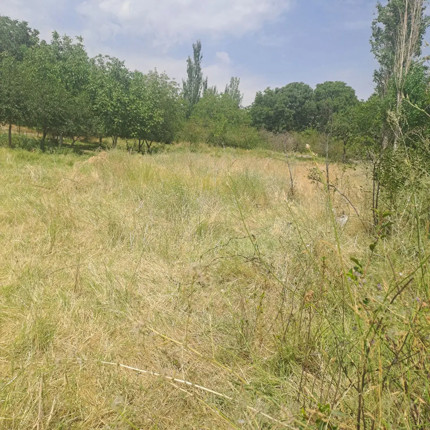 زمین در شبستر کافی الملک از دم چک