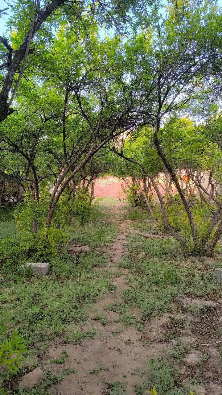 باغ انار