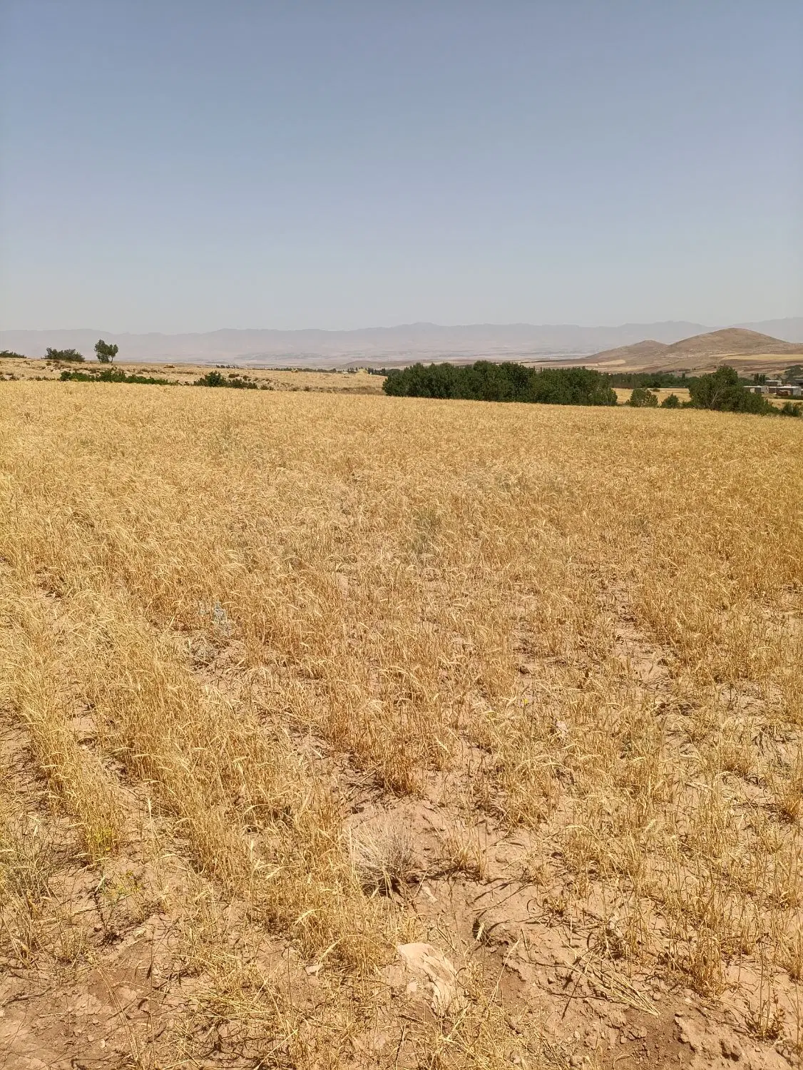 باغ و زمین کشاورزی روستای خرمدرق