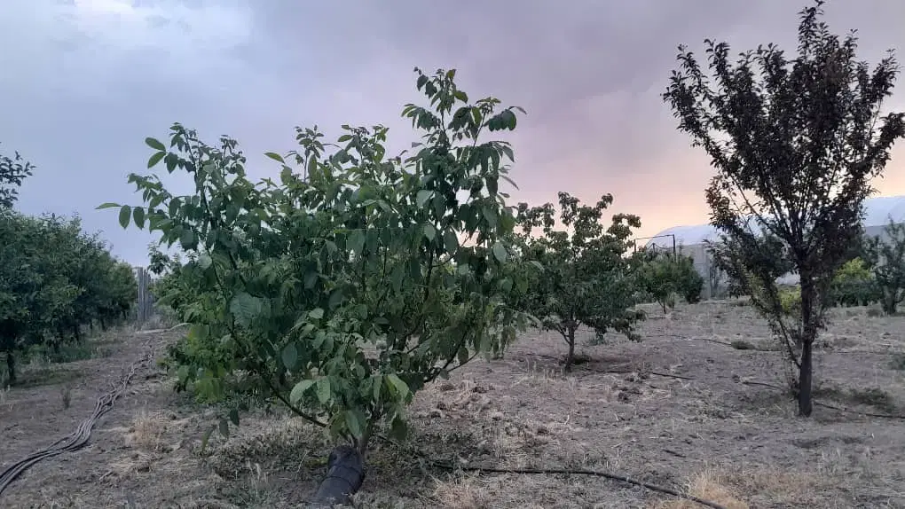 باغ ۵۰۰ متر_سهم آب_برق و گاز بر ملک_بختیار نظرآباد