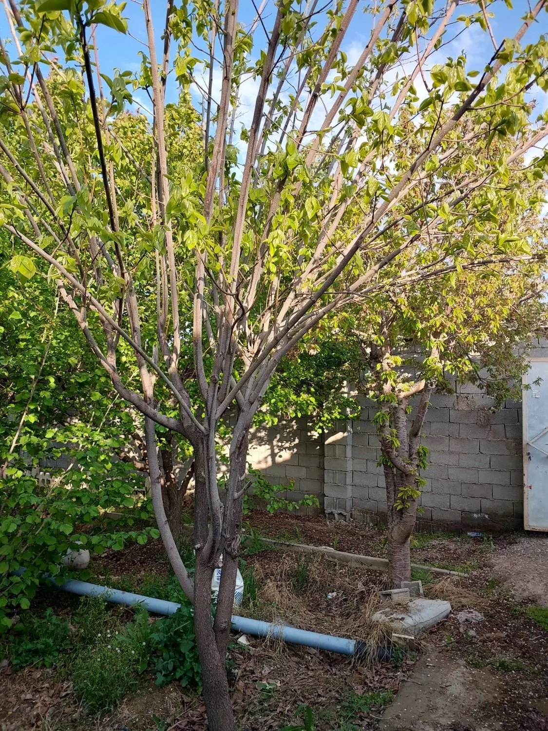 باغچه ۲۵۰متری سنددار