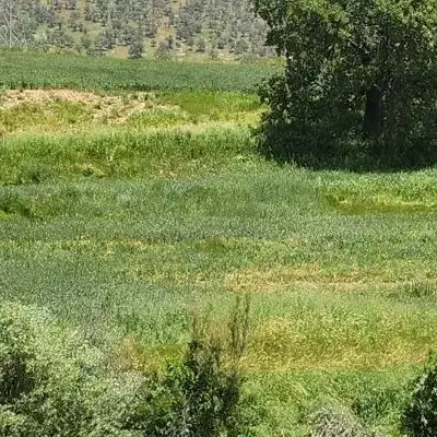 فروش زمین کشاورزی روستای مختار