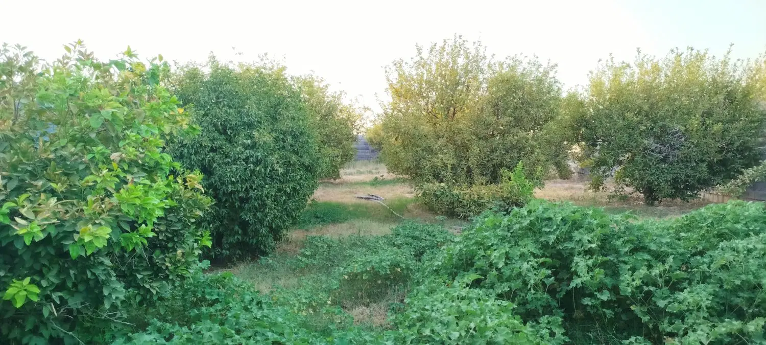باغ