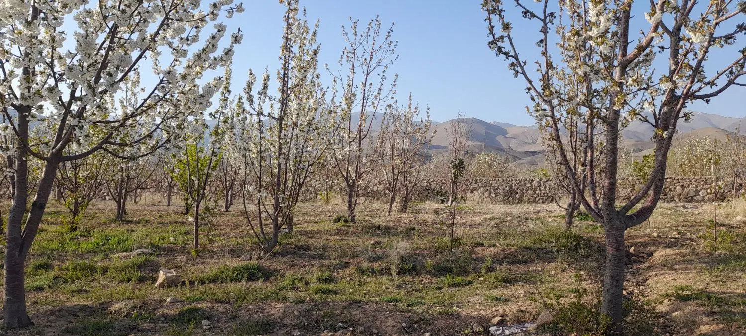 فروش باغ گیلاس دارای برق ودرختان ۷ساله وبارور