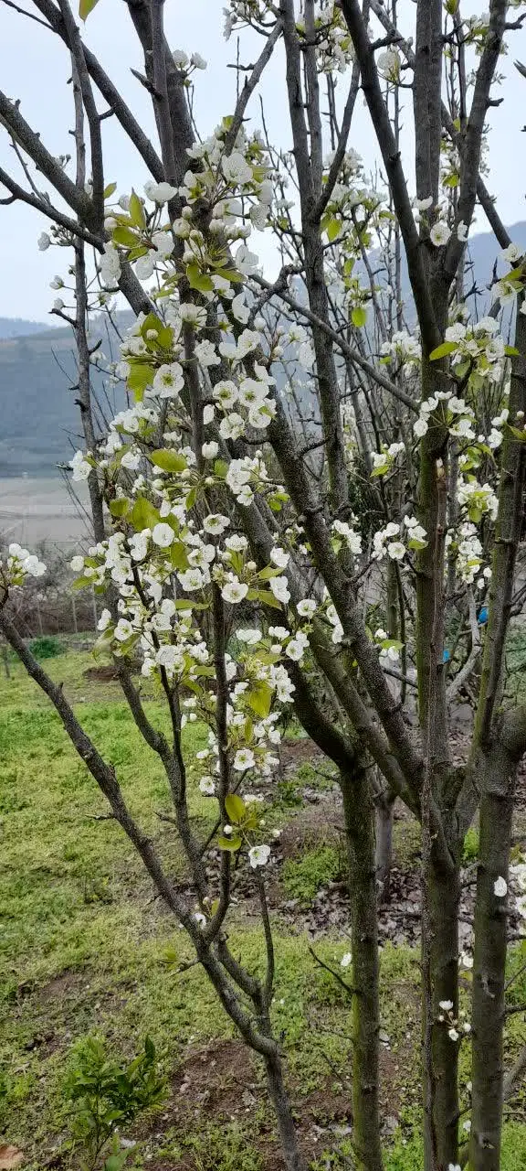 باغ میوه