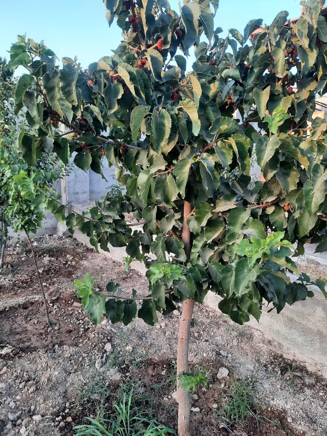 باغچه 1000متری